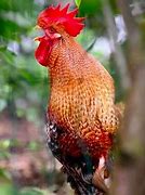 Ayam Jantan B Inggris Nya